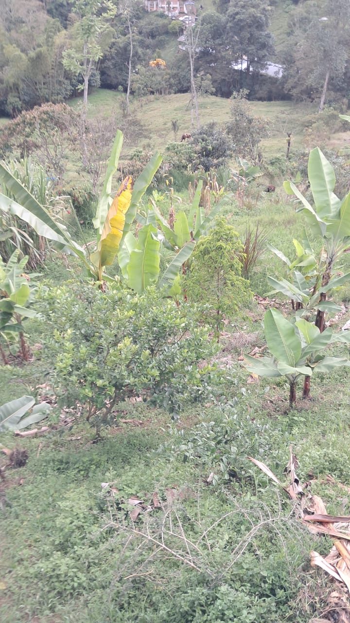 Lote en venta Silvania Cundinamarca en Vereda Yayata, Silvania